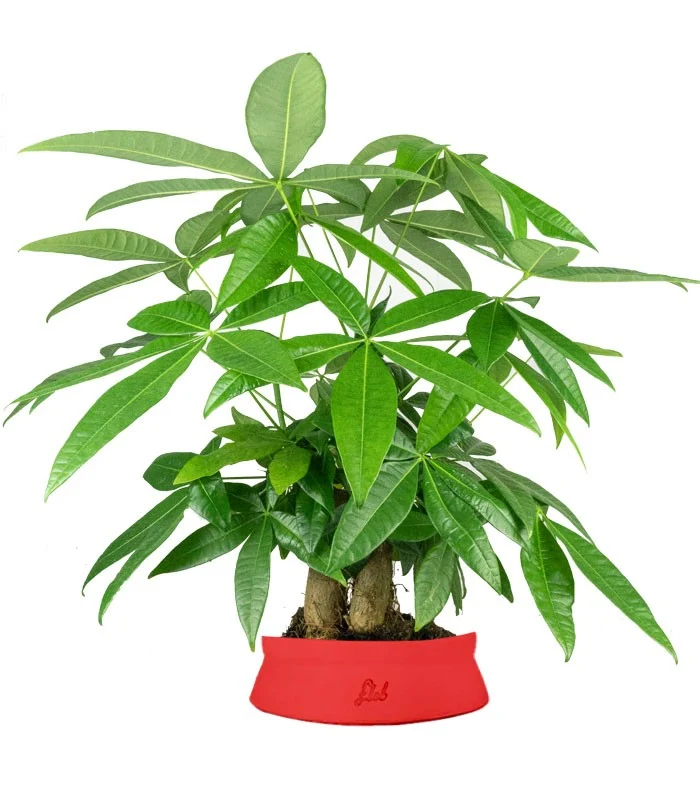 Pachira acquatica