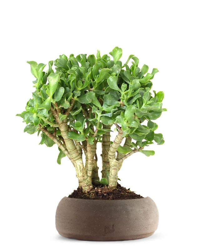 Crassula arborescens