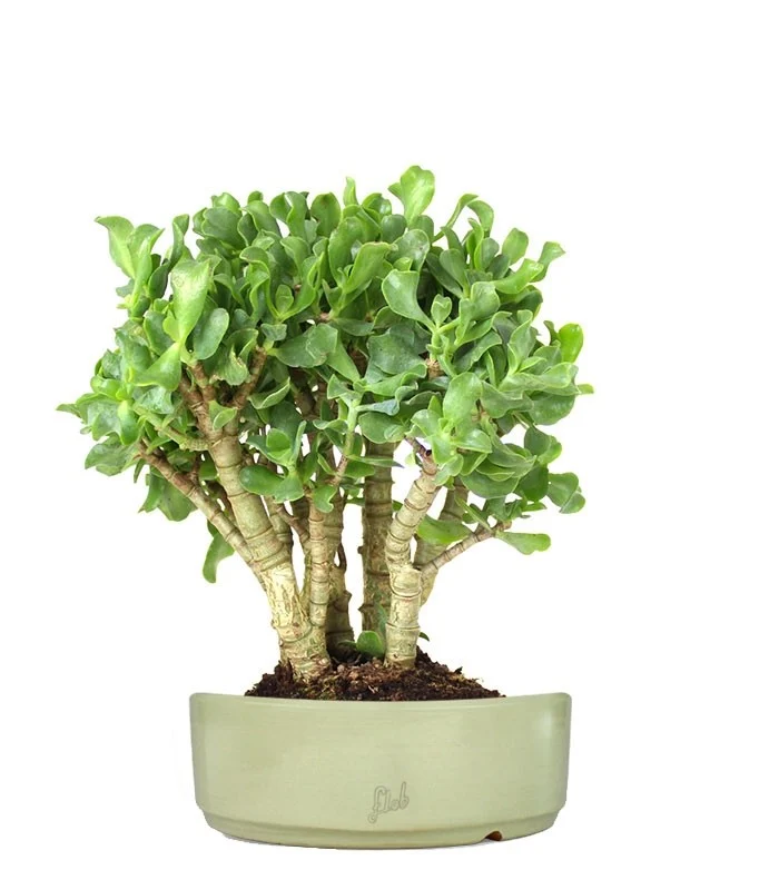 Crassula arborescens