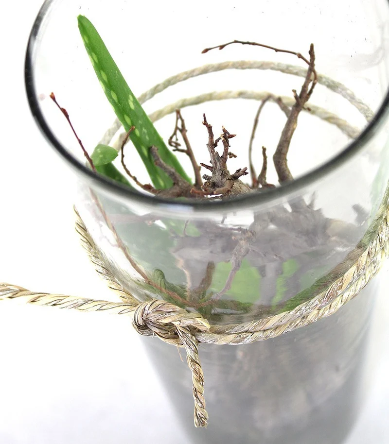 Composizione Aloe Vera in Vetro