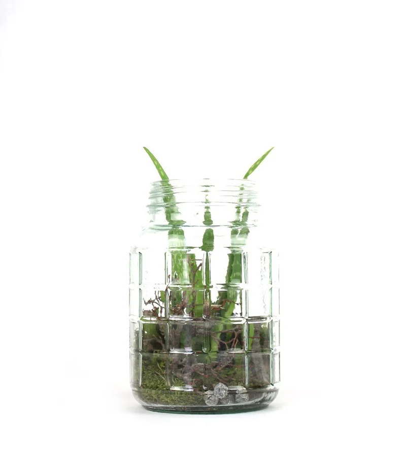 Composizione Aloe Vera in Vetro