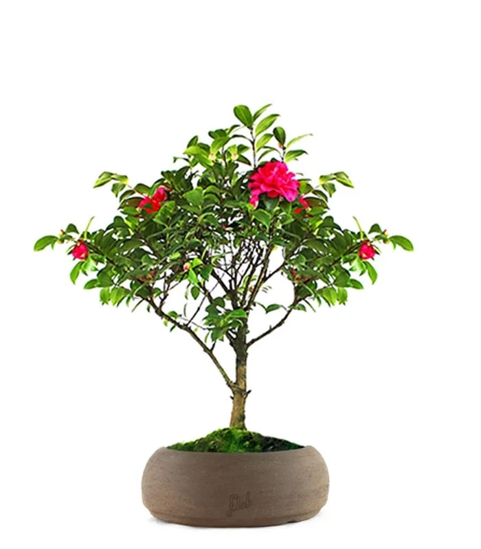 Camellia Bonsai