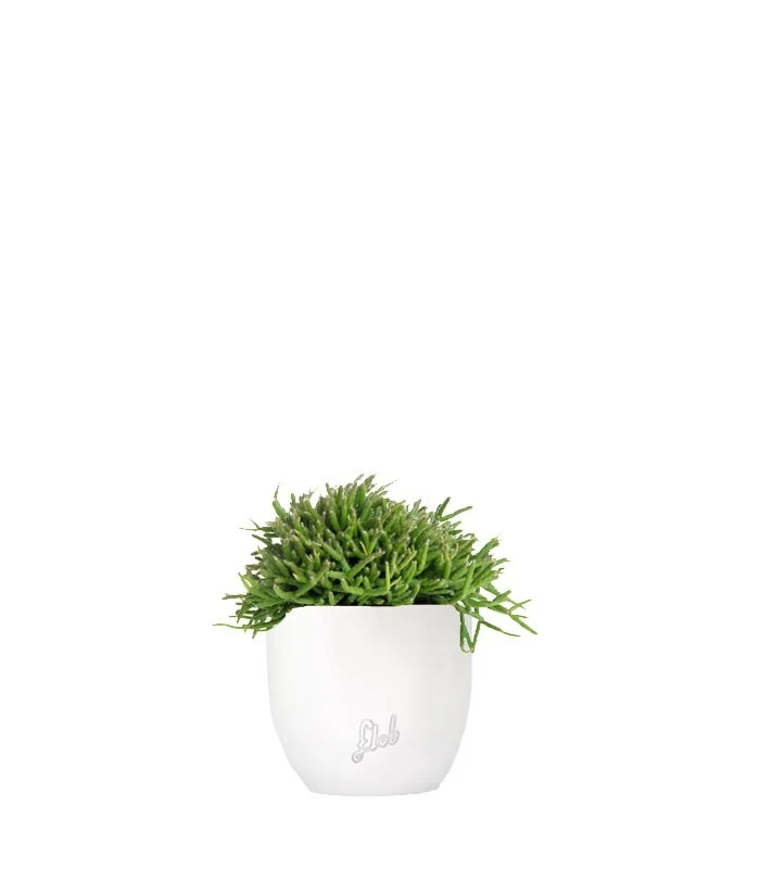 Rhipsalis heteroclada