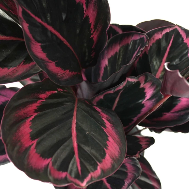 Calathea dottie