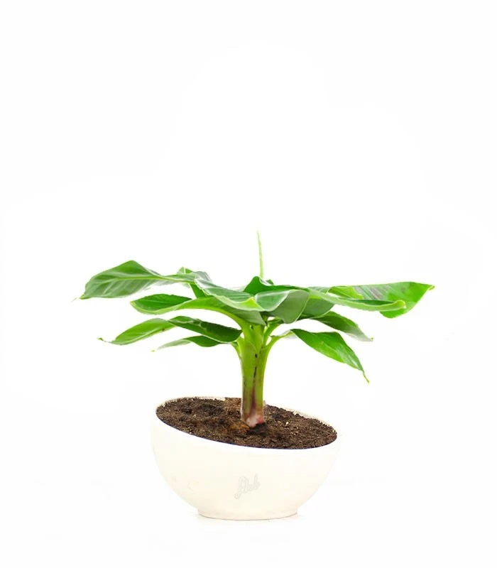 Pianta di banano in ciotola