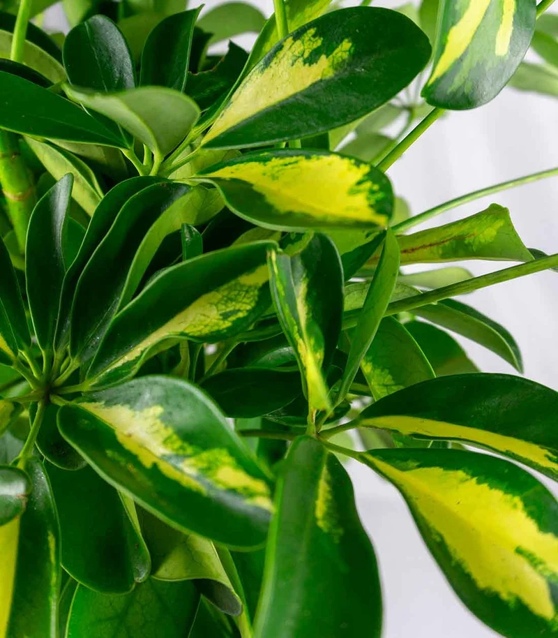 Schefflera variegata