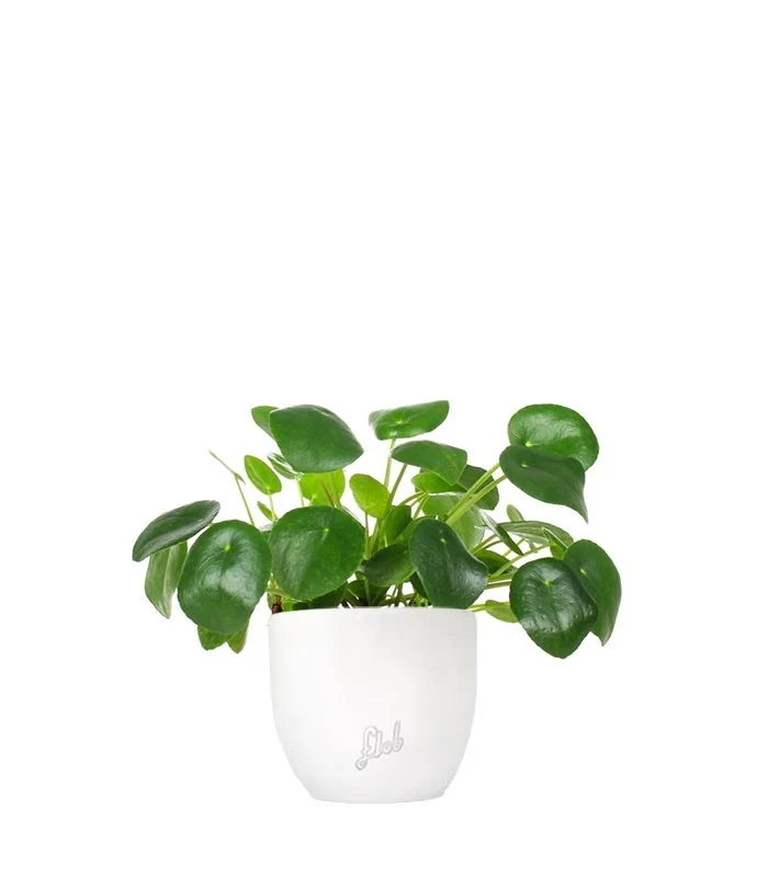 Pianta delle monete | Pilea