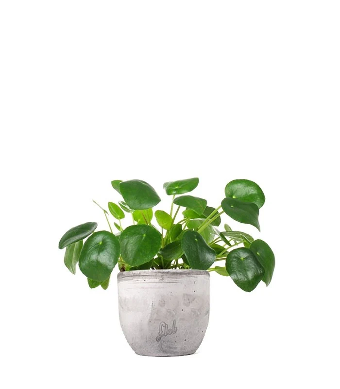 Pianta delle monete | Pilea