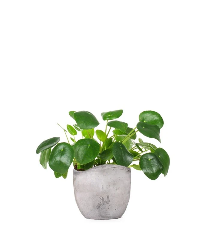 Pianta delle monete | Pilea