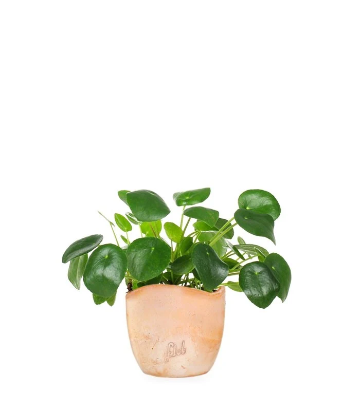 Pianta delle monete | Pilea