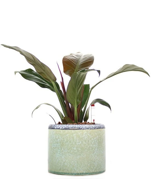 Filodendro imperial red idrocoltura