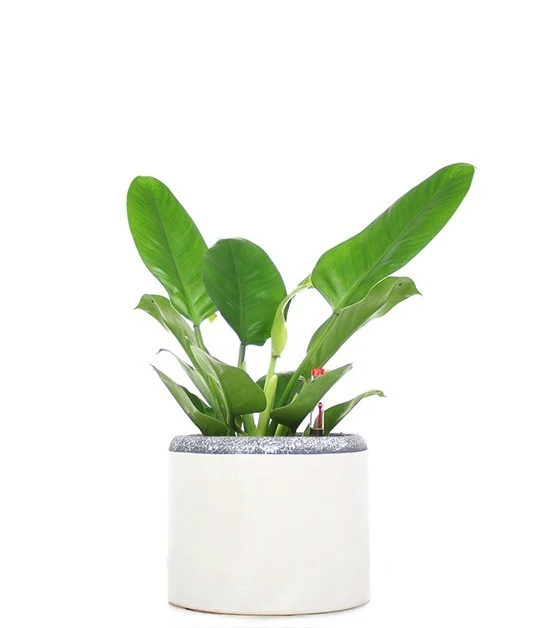Filodendro verde idrocoltura