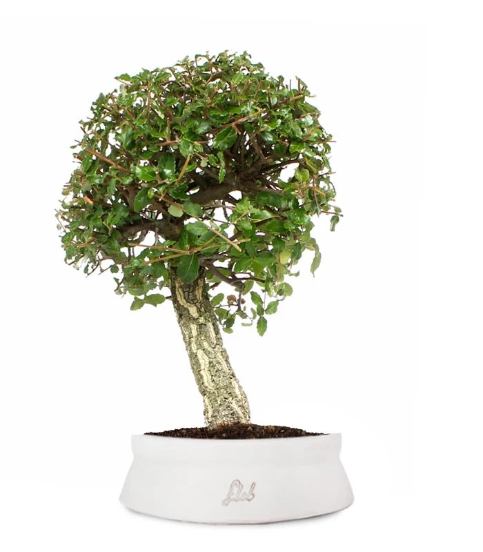 Quercia sughera XL