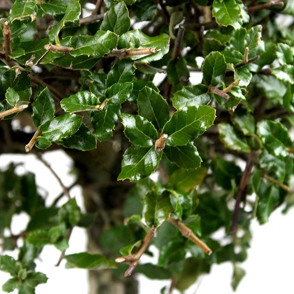 Quercia sughera XL