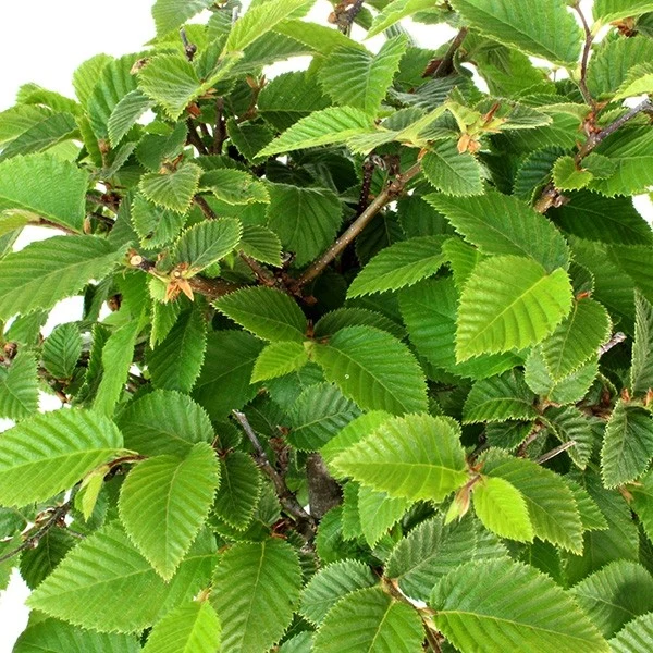 Carpino impalcato