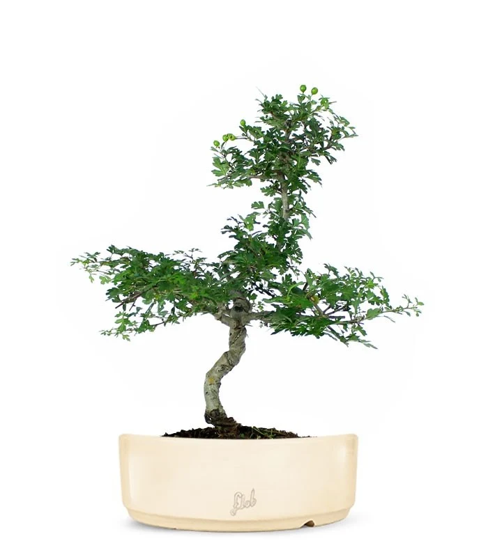 Biancospino Bonsai impalcato