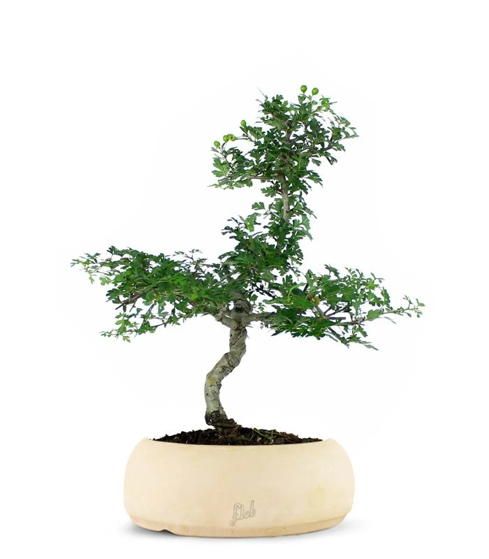 Biancospino Bonsai impalcato