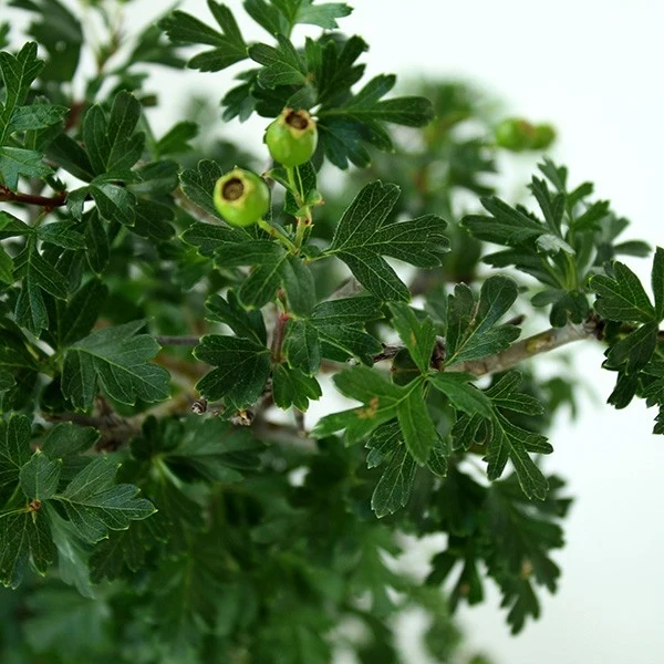 Biancospino Bonsai impalcato