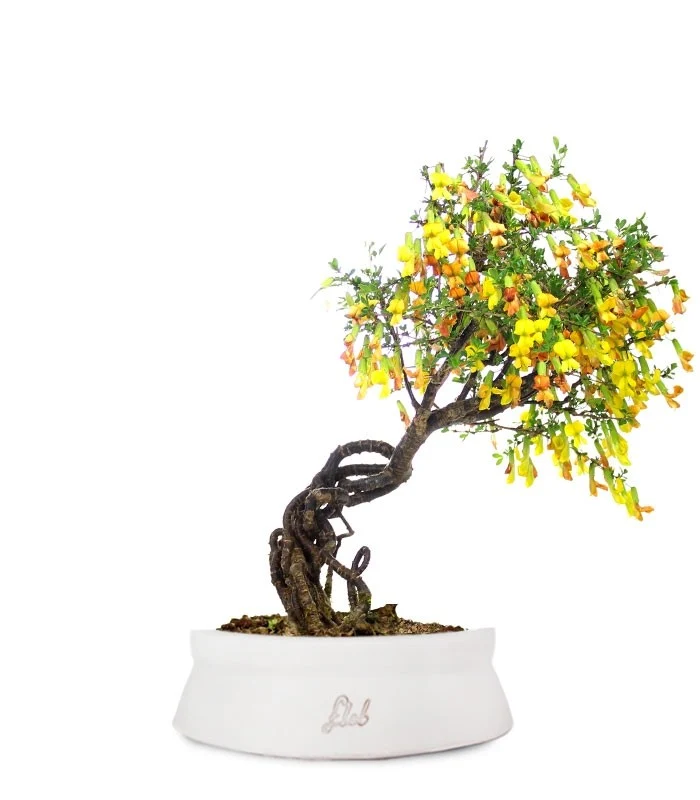 Caragana Bonsai