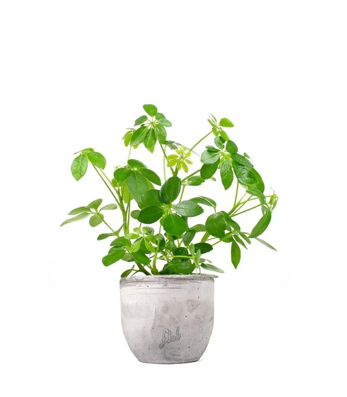 Schefflera