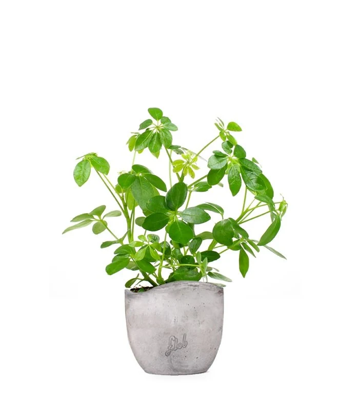 Schefflera