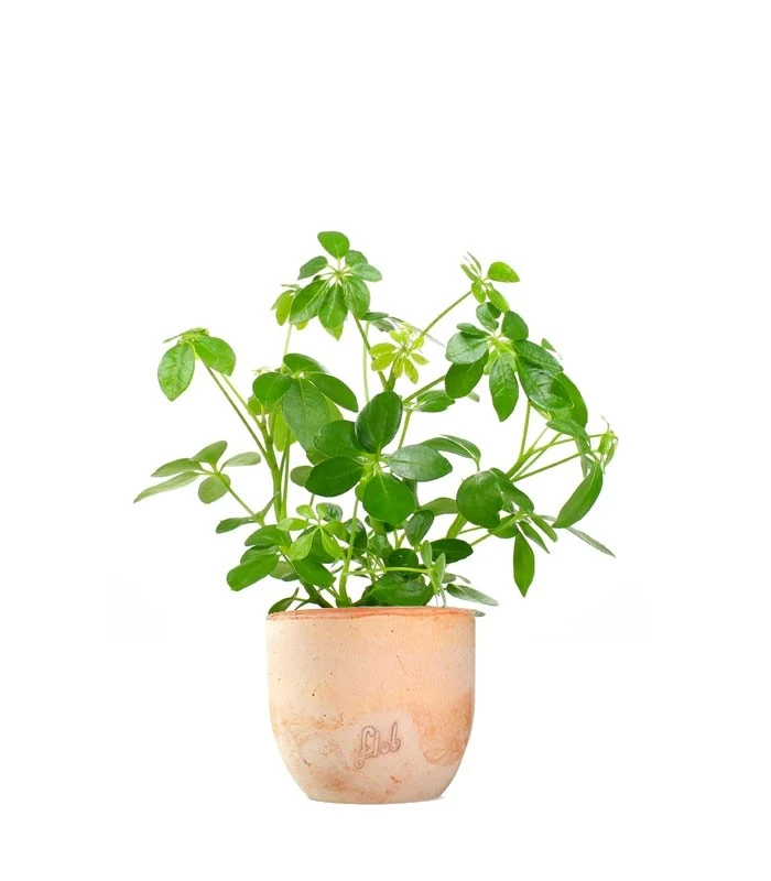 Schefflera