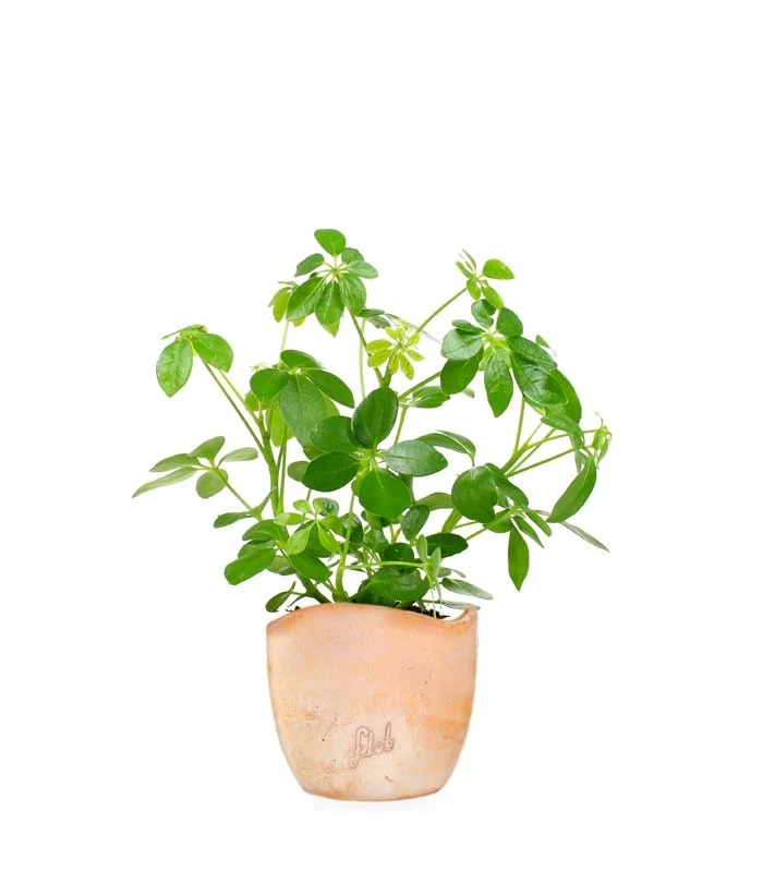 Schefflera