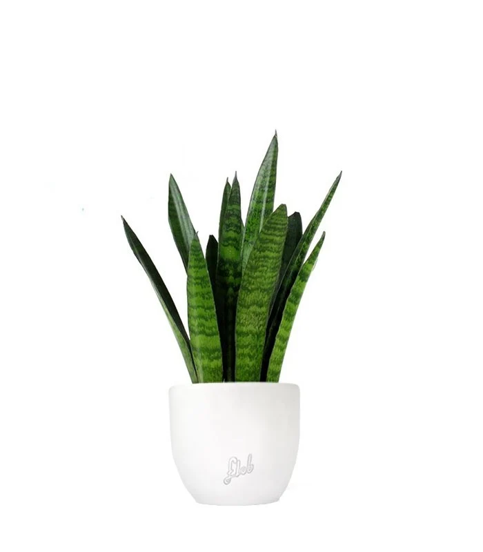 Sansevieria zeylanica