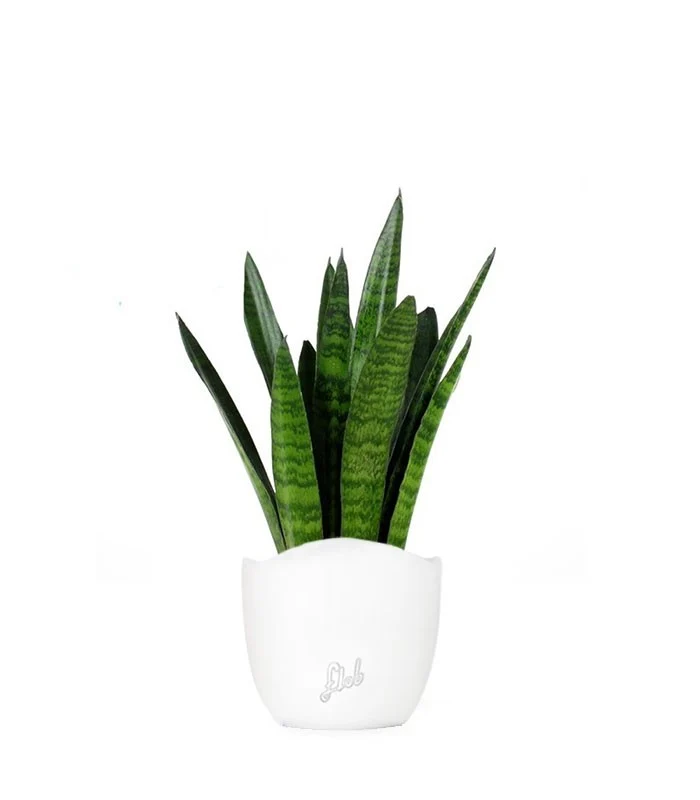Sansevieria zeylanica