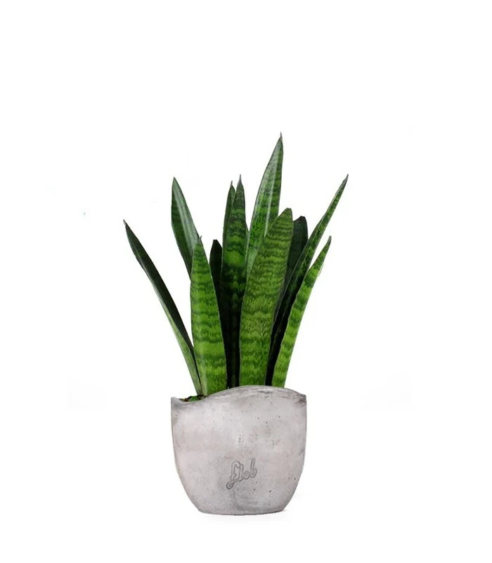 Sansevieria zeylanica