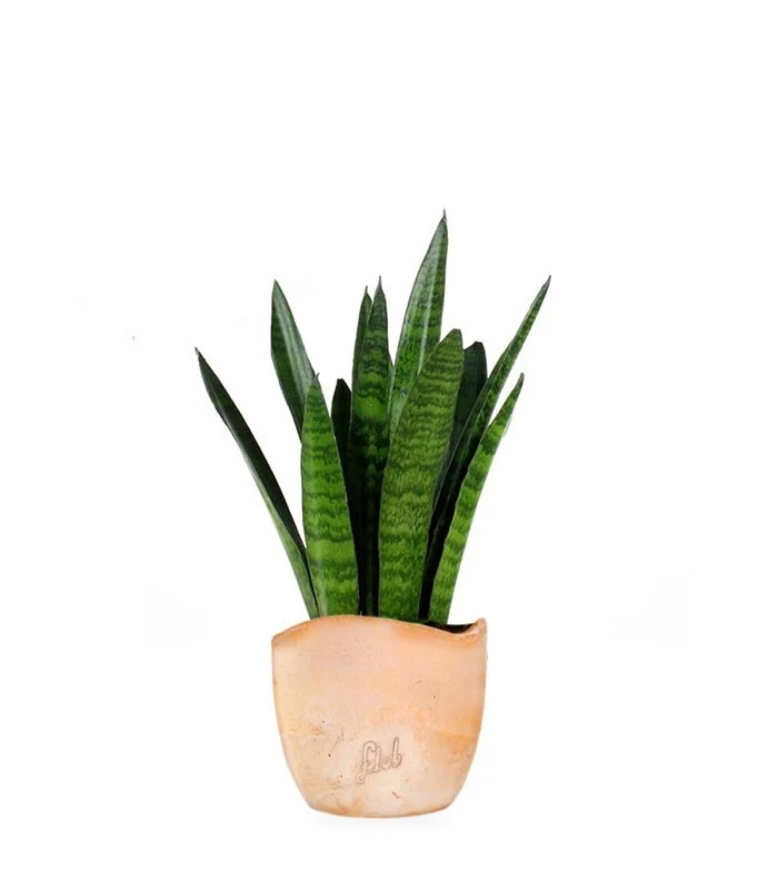 Sansevieria zeylanica