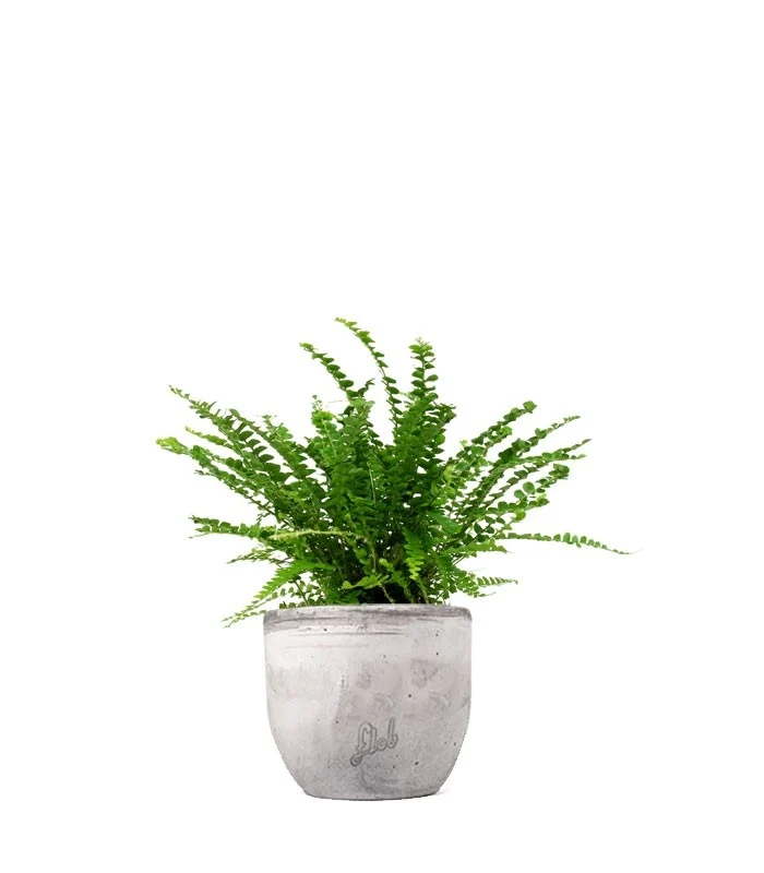 Nephrolepis Duffy