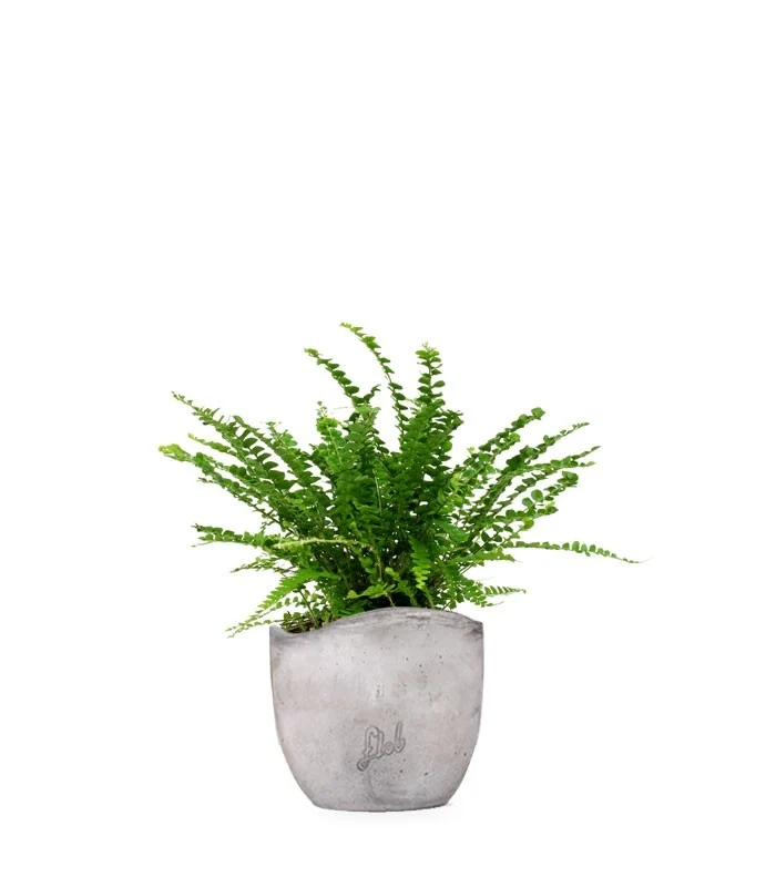 Nephrolepis Duffy