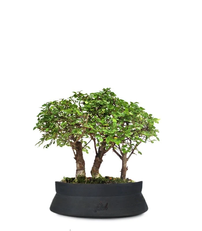 Olmo Zelkova Boschetto M