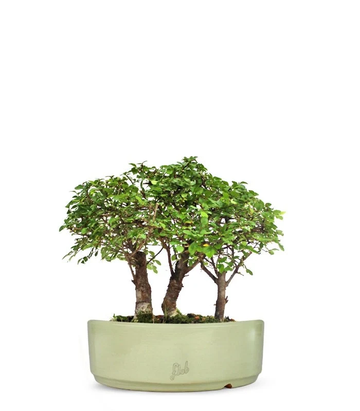 Olmo Zelkova Boschetto M