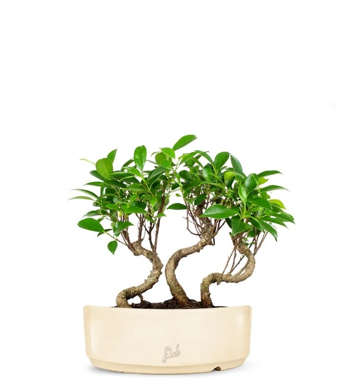 Ficus Boschetto M