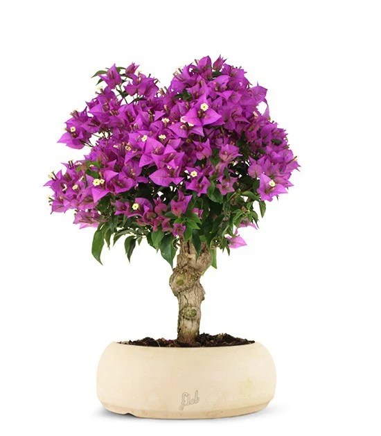 Bougainvillea M