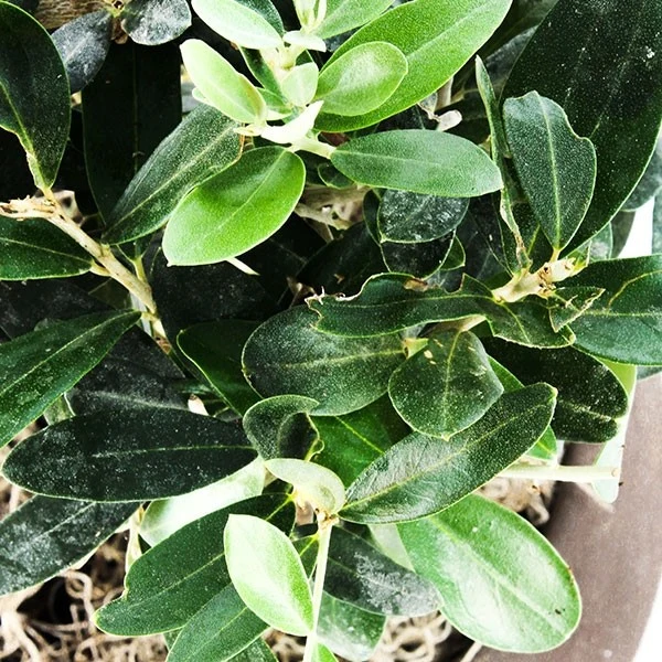 Olivo