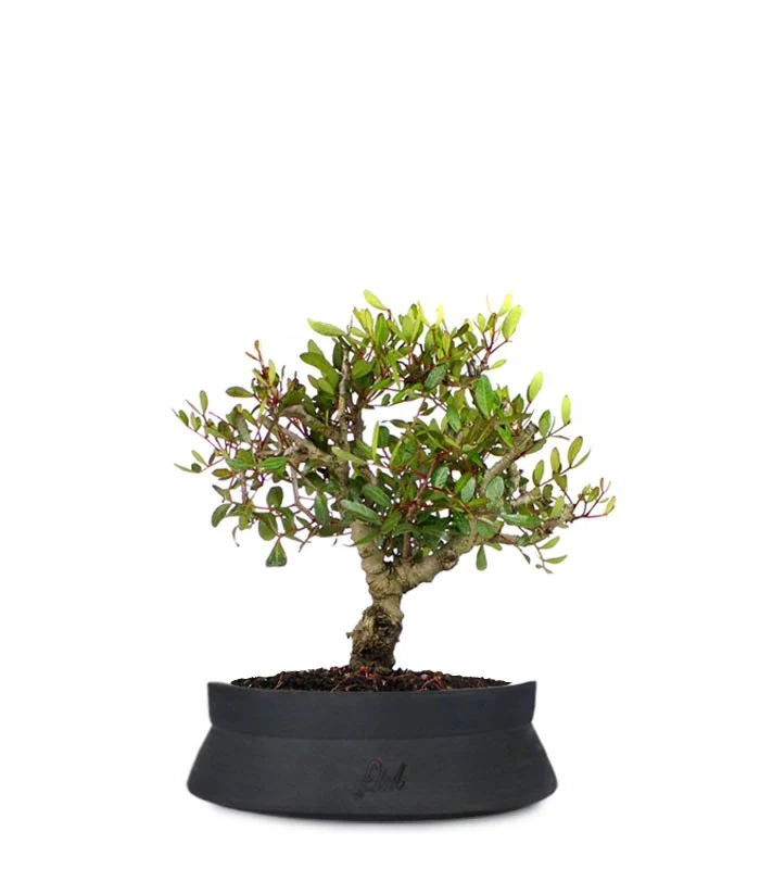 Lentisco alberello Bonsai