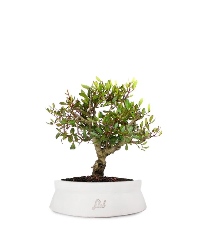Lentisco alberello Bonsai