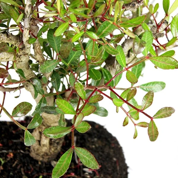 Lentisco alberello Bonsai