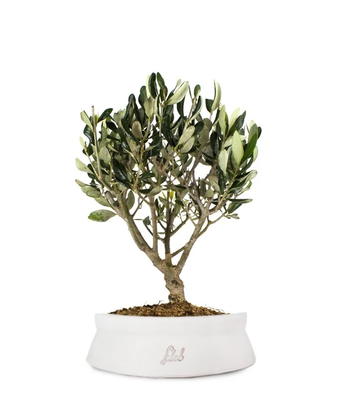 Olivo Bonsai