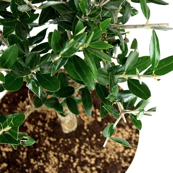 Olivo Bonsai