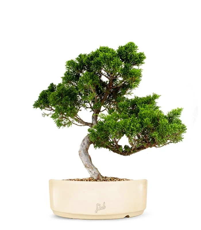 Juniperus chinensis Itoigawa M