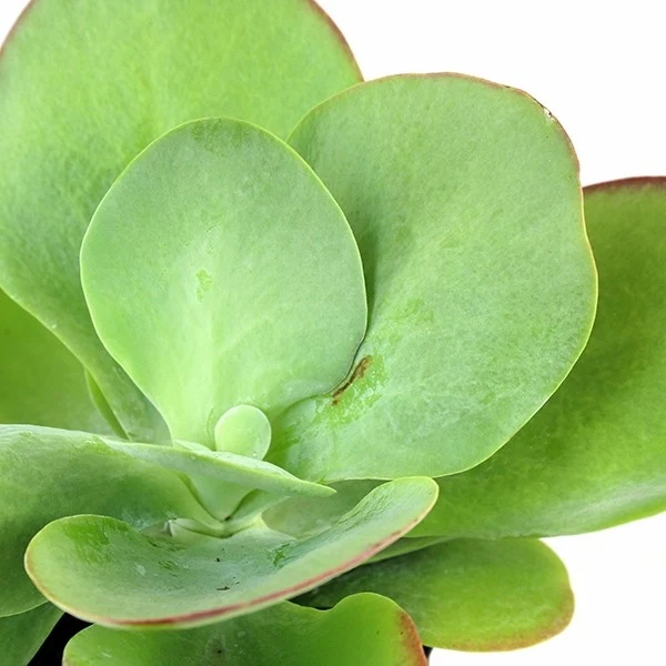 Kalanchoe Thyrsiflora