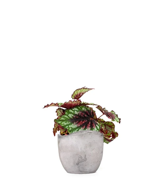 Begonia Rex tricolore