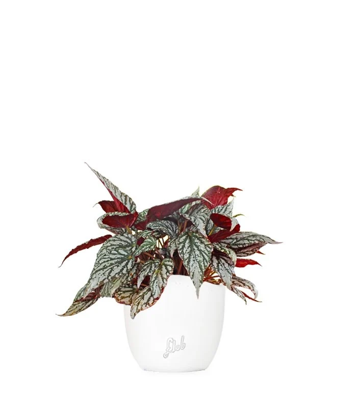 Begonia Rex grigia