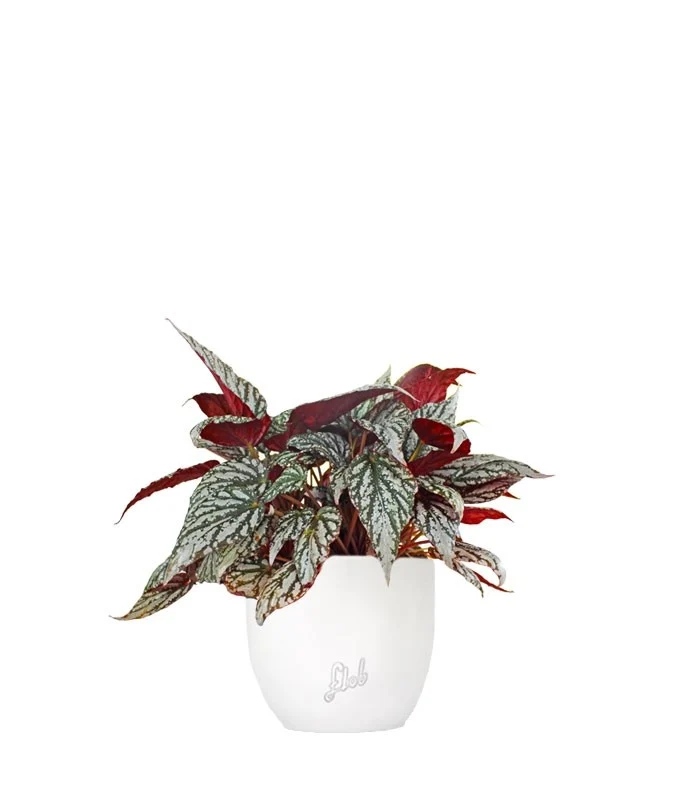 Begonia Rex grigia