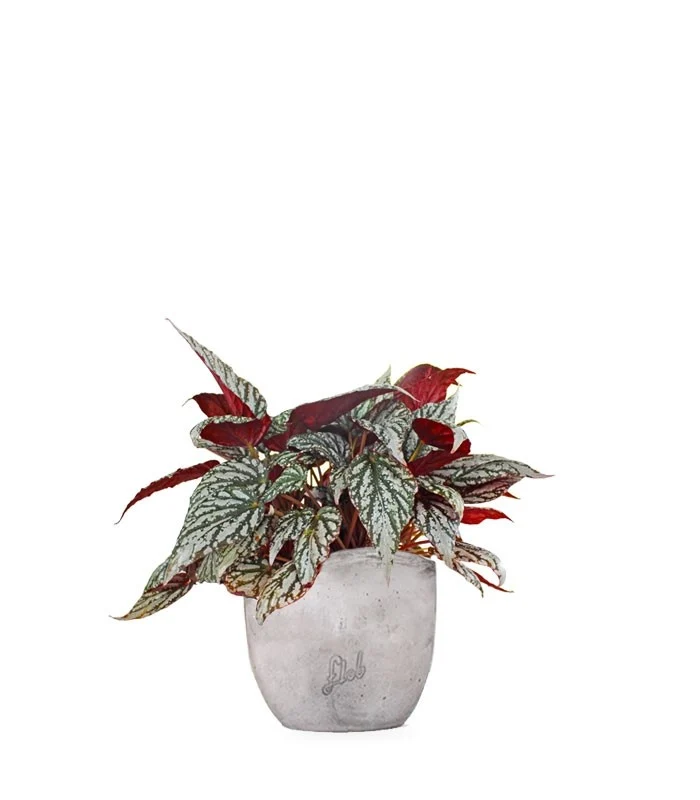 Begonia Rex grigia