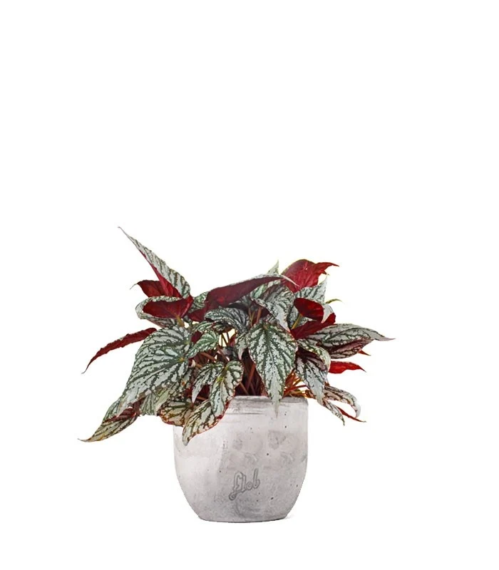 Begonia Rex grigia